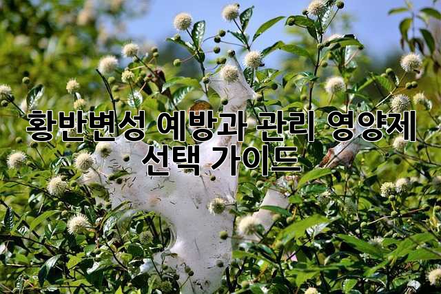 황반변성 예방과 관리, 영양제 선택 가이드
